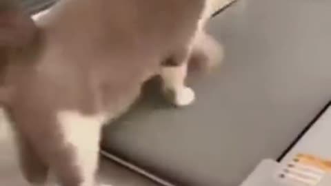 Funny animal video 🤣🤣