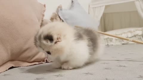 ADORABLE Little Kitten - so FLUFFY!