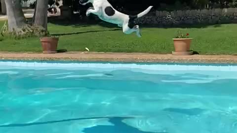 Watch the strongest dog jump a very large distance
