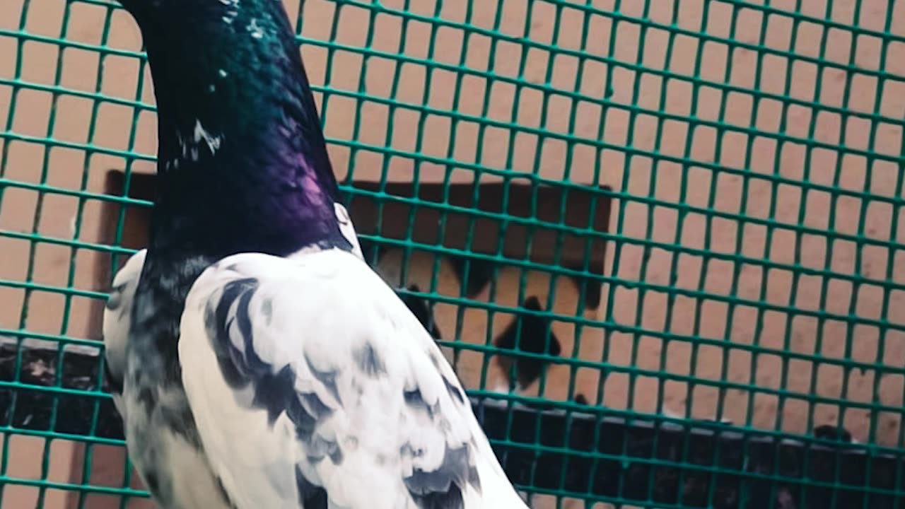 Ustad Malik Mohkam's Majnu Taddy Breed Pigeons