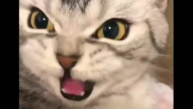 The strange postures of cats, which one have you seen?