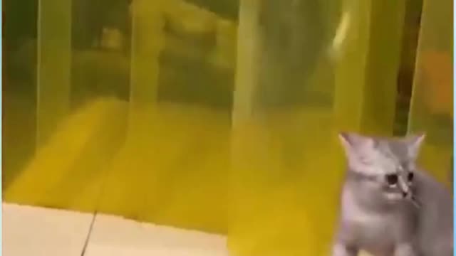 CAT AND DOG FUNNY VIDEOS TRY NOT TO LAUGH SHORT | PART 19