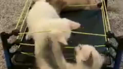cat game boxing arena