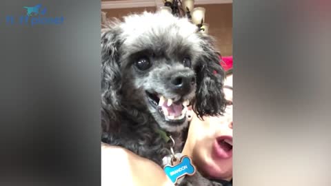 The funniest and cutest moments of dogs and their owners ..