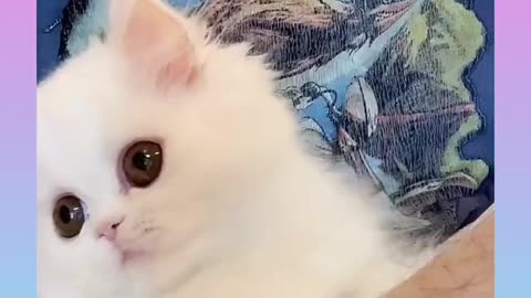 #Cute and funny videos# short#