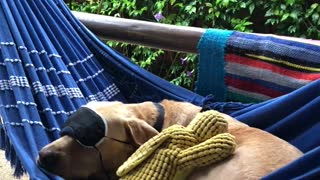 Peaceful Pooch Slumbers in Hammock