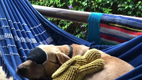 Peaceful Pooch Slumbers in Hammock