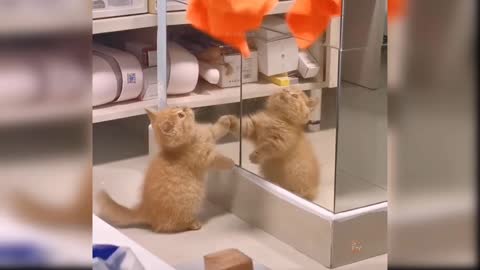 Cute Cat - Very Funny Video.