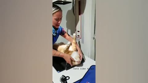 Cats Funny videos 1 Hour