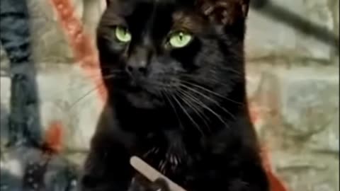 funny pets - cats dogs animals, amazing original song 🎵 best free music