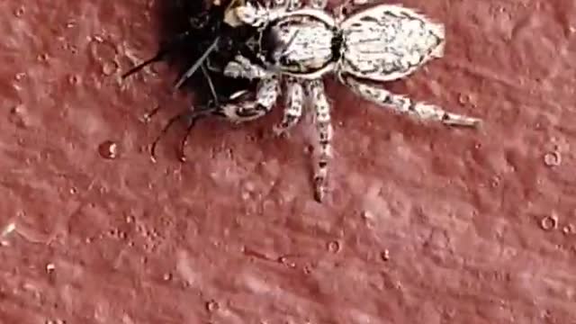 Spider catching housefly 😮
