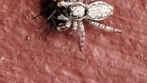 Spider catching housefly 😮