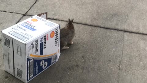 Rabbit Freed From Car and Released