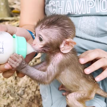 Amazing animals, give milk to baby monkeys, wild animals have no distance#1