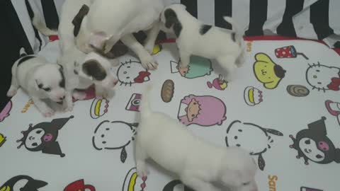 Funny Dogs happy