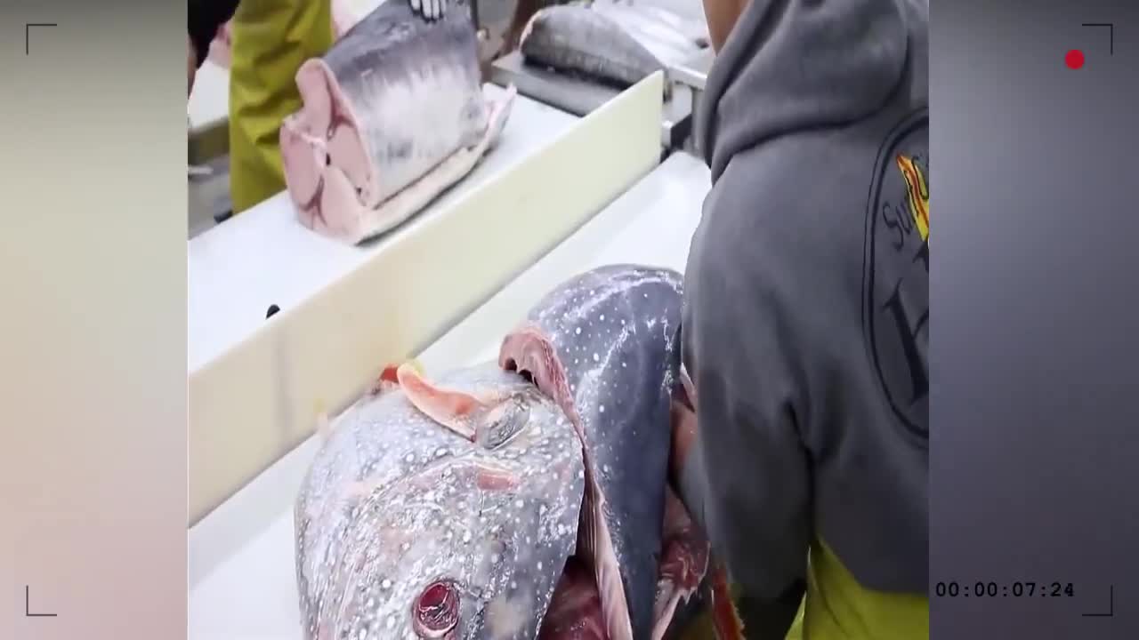 All Biggest Fish cutting।Fast Fish cutting Arabian Ways