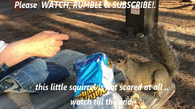 This Little Squirrel is not scared at all!