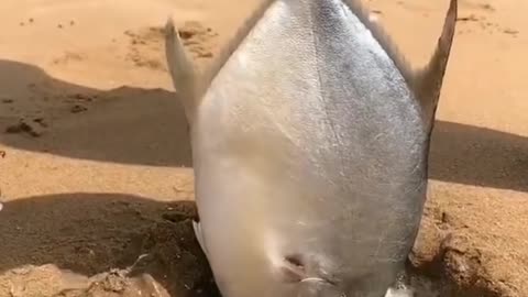 Amazing Fish 😀😀😀😀