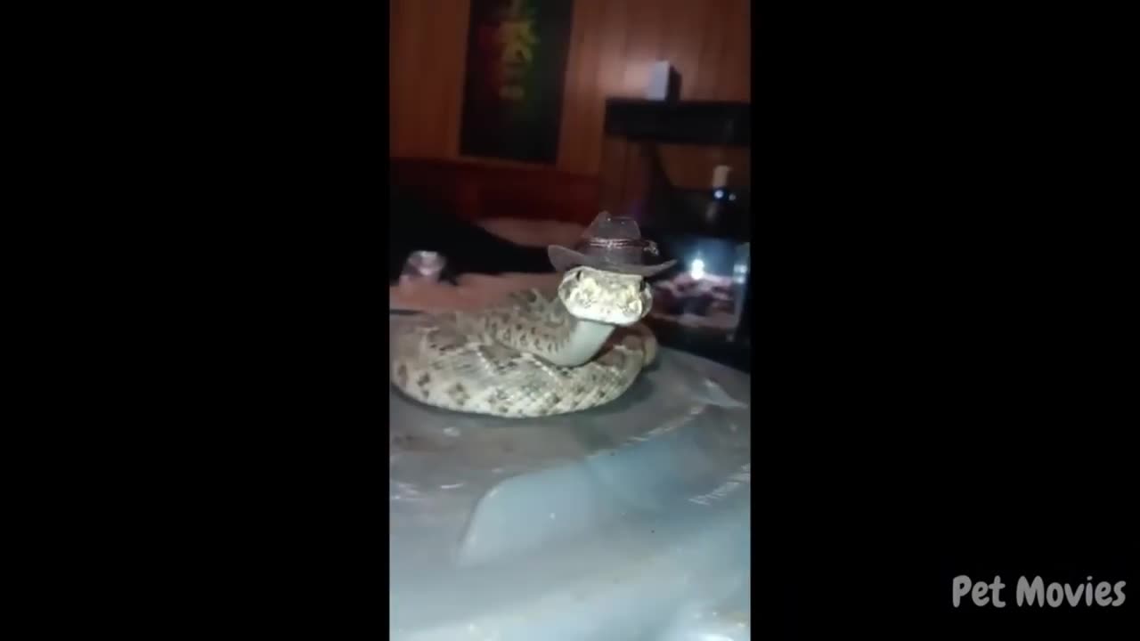 You Laugh You Lose, Cat and Dogs Funny Compilation