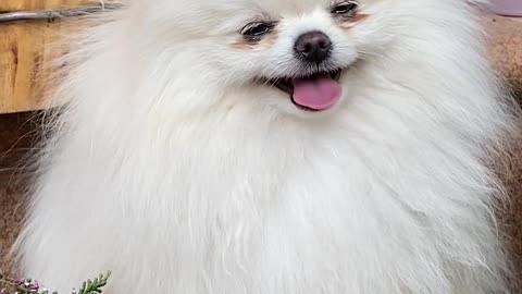 Furry Dog cute video.Very funny😂😂