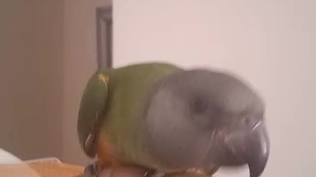 my Funny senegal youyou parrot Videos 1