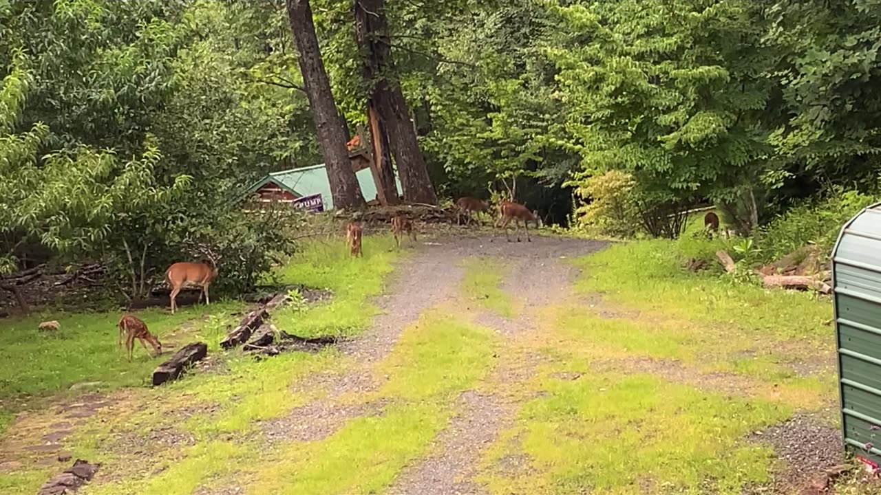 NW NC at The Treehouse 🌳 Deer 🦌 fawns 🦌 Either the fawns made friends or Lady and Hattie adopted