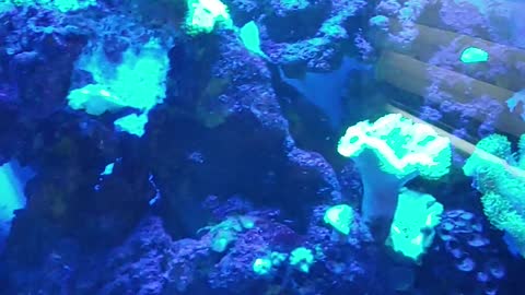 110 Gallon Reef Aquarium For Sale