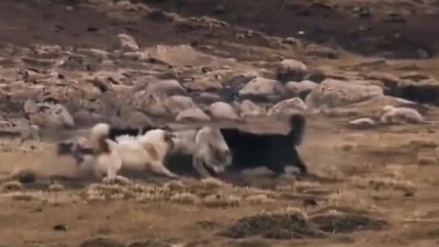 wolf vs dogs ,from tiktok @bighug1999 #shorts