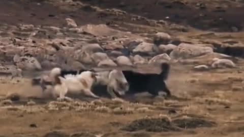 wolf vs dogs ,from tiktok @bighug1999 #shorts