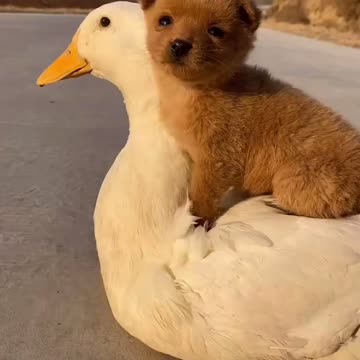 Duck with doggie