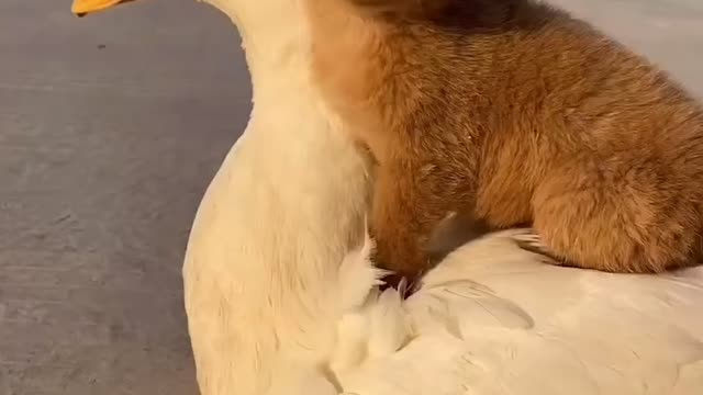 Duck with doggie