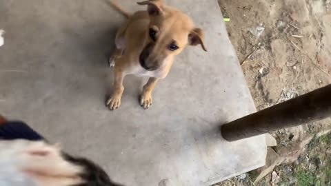 dog training for fun
