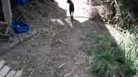 Dog keeps the farm