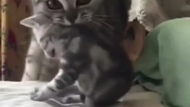 Animal funny mistake very enjoyful movements