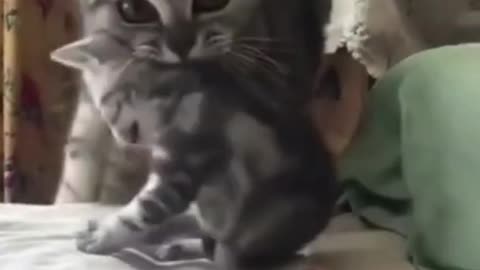 Animal funny mistake very enjoyful movements