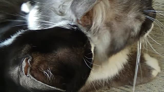 cat love story