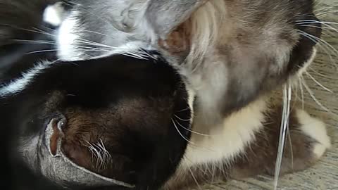 cat love story