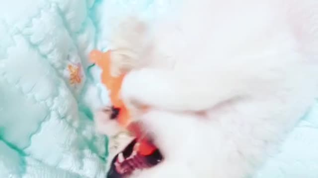 Cute puppy's timid possessiveness.