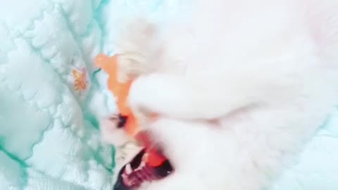 Cute puppy's timid possessiveness.