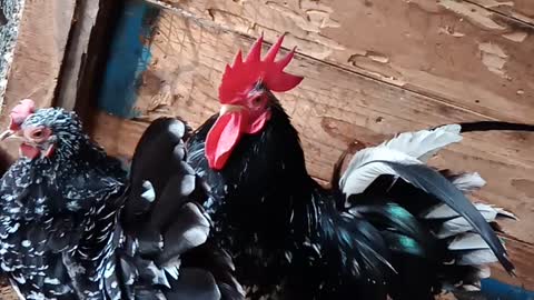 Japanes bantam