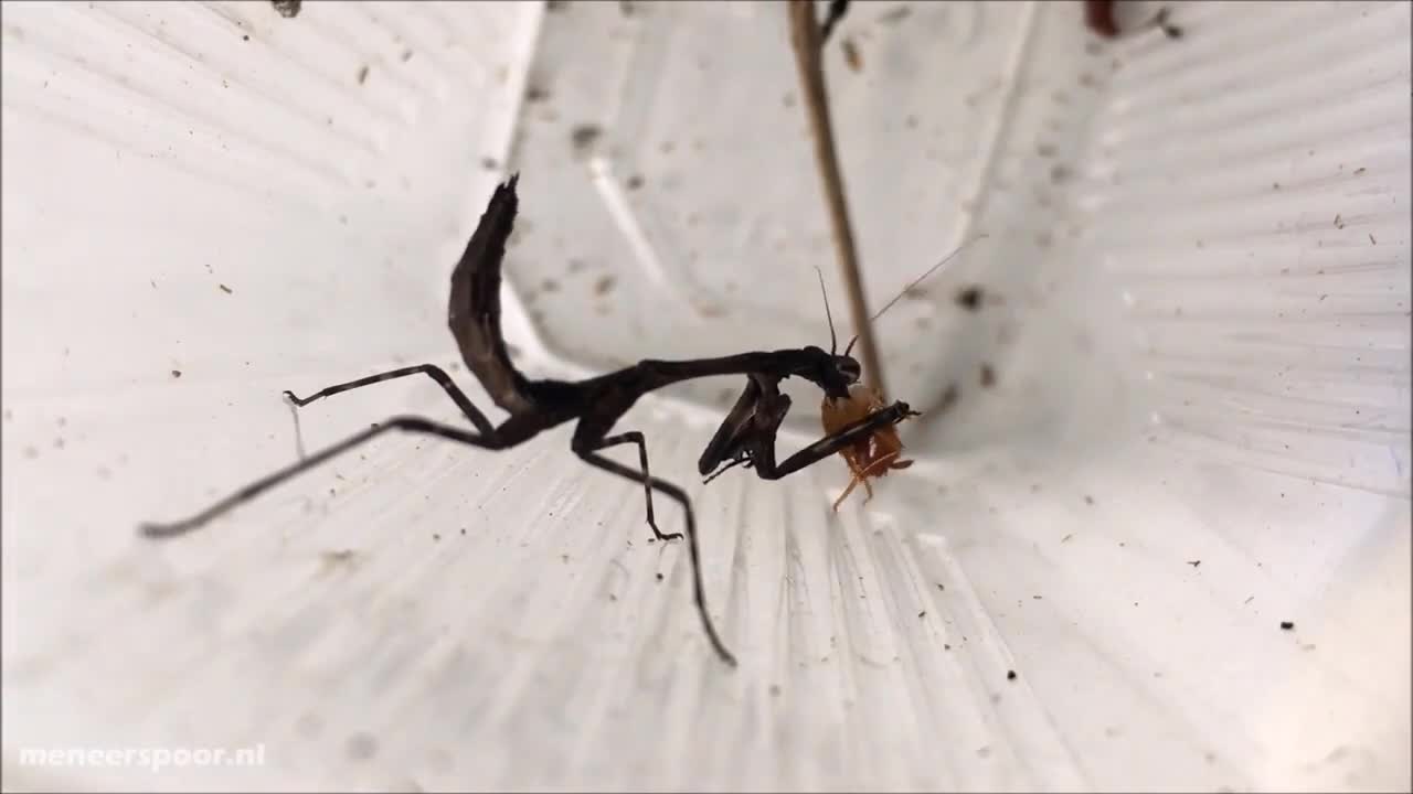Mantis Eating Cockroaches Well - Time Lapse Video