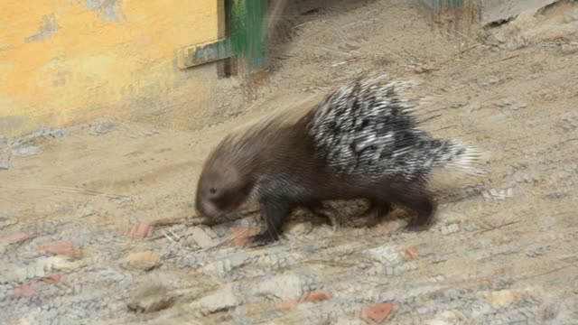 the porcupine walks along the path prickly and dangerous
