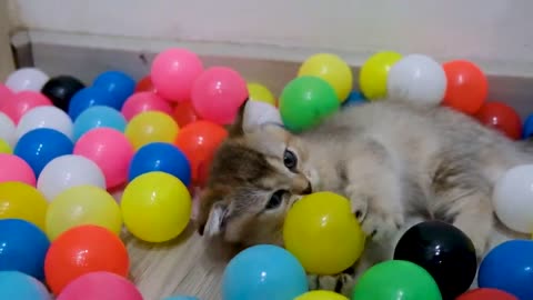 Funny cats play with 1000 colorful balls
