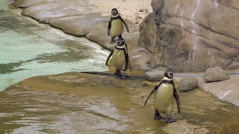 Penguin_video