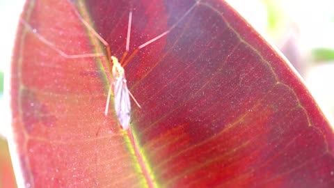 A long leg insect on a leaf