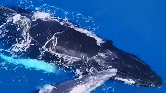 Baby whales practice hunting