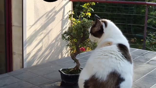 Amazing Dog Video | Cartoon animals 😇 | #animals | #shorts