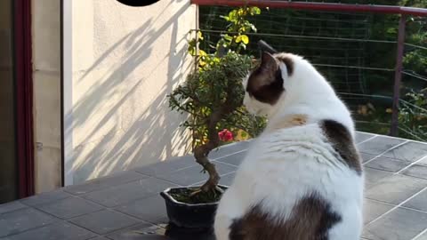 Amazing Dog Video | Cartoon animals 😇 | #animals | #shorts
