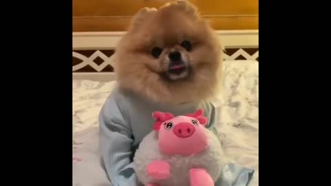 Funny Dog Videos 2021