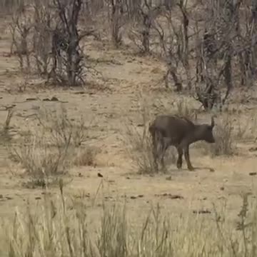 BRIGAS DE GIGANTE ELEFANTE GIGANTE É UMA BÚFALO